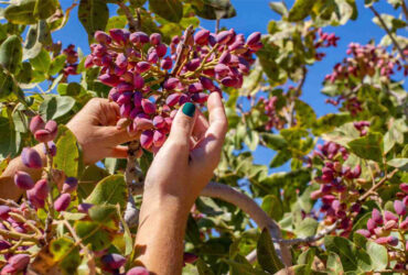 معرفی انواع معروف پسته